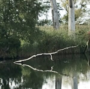 Das Bild zeigt einen markanten weißen Ast, der aus dem Wasser ragt. Im Hintergrund ist Schilf zu sehen, sowie ein Baum.